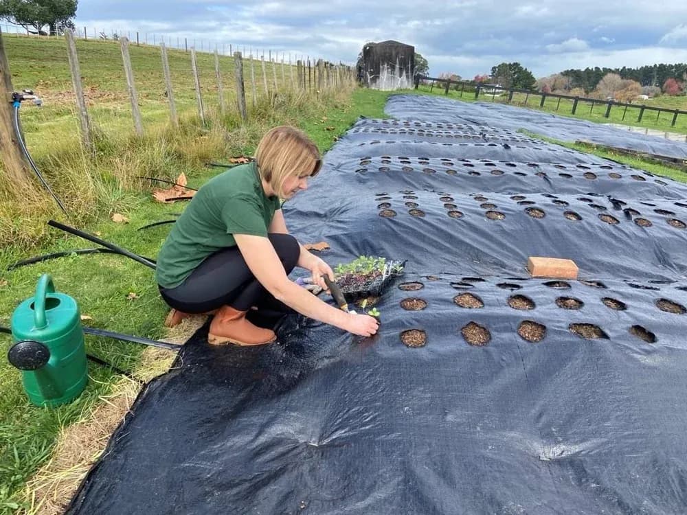 Rachel planting flowers at Harvest Bloom flower farm in New Zealand